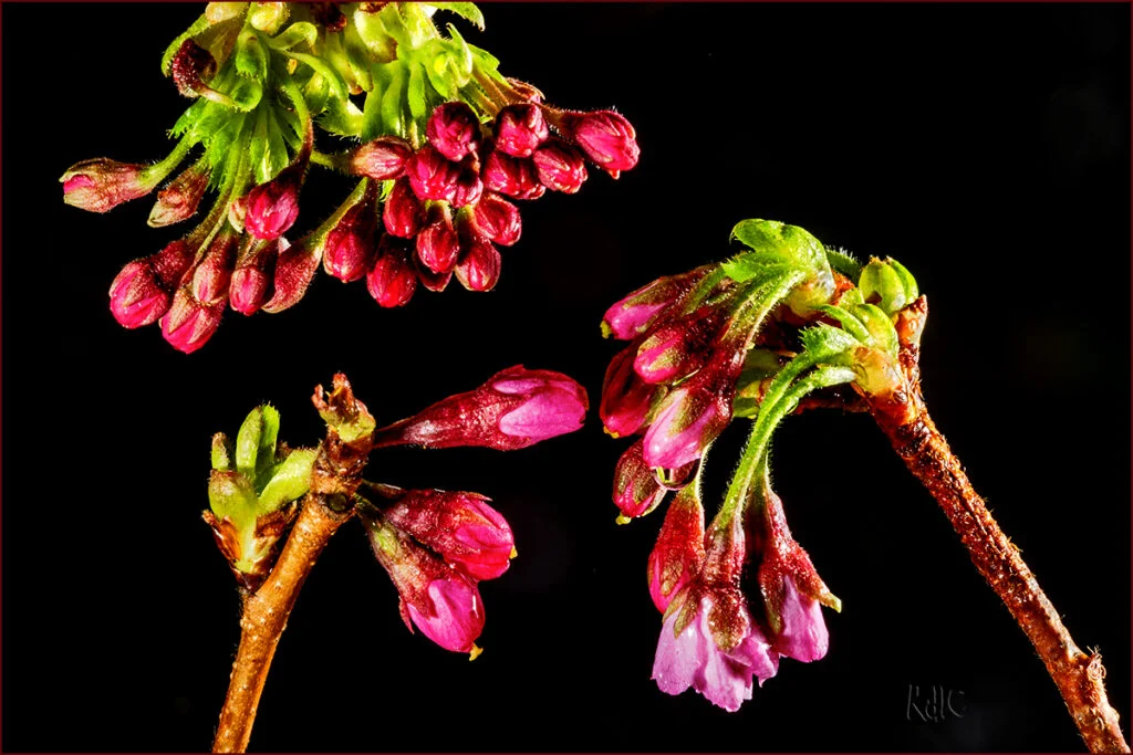 Fa olor a primavera