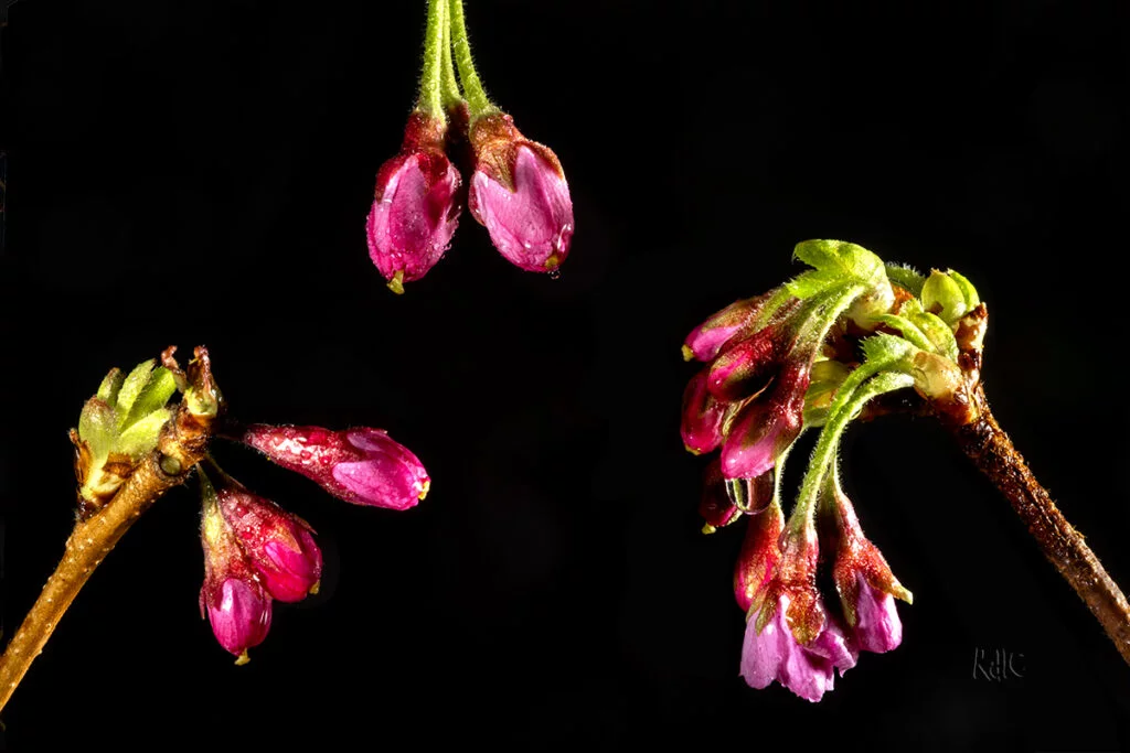 Flors esclatant